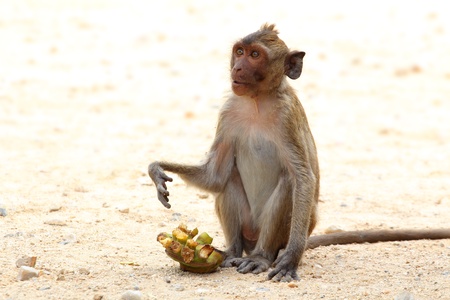 The crab-eating macaque is a cercopithecine primate native to Southeast Asia. It is also called the の写真素材