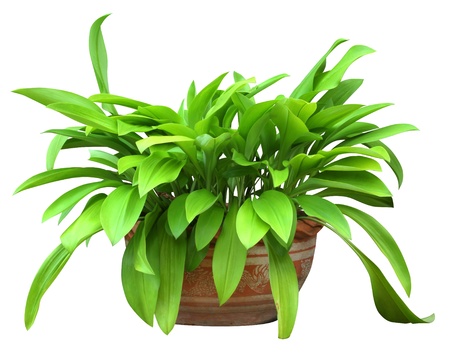 Phaedranassa is a genus in the Amaryllidaceae family which includes nine species, six of which are found only in Ecuador, the remaining three being from Colombia, Costa Rica and Peru の写真素材