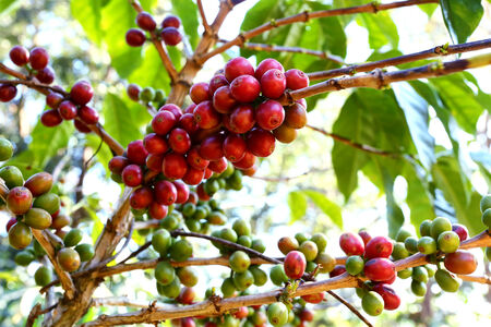 Coffee is a brewed beverage prepared from the roasted of coffee beans, The two coffee beans are the highly regarded  are Coffea arabica, and the robusta.の写真素材