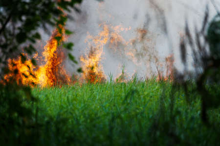 The field fires were caused by the negligence of throwing cigarette butts in the fields. wildfire, forest fire, burning forest, field fire,の写真素材