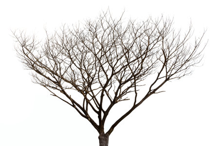 Dead tree outlines of dry tree branch isolated on a white backgroundの写真素材