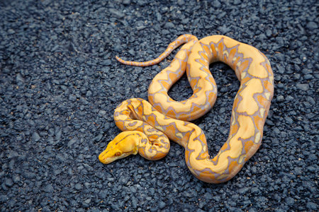 The Boa Constrictor, also known as the Boa Constrictor Imperator snake, is a large reptile. Available in nature and raised on farms.の写真素材