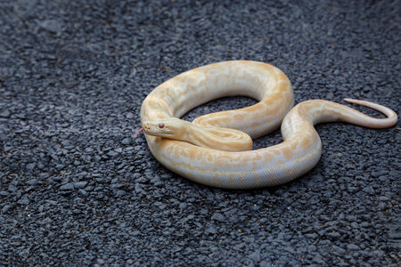 The Boa Constrictor, also known as the Boa Constrictor Imperator snake, is a large reptile. Available in nature and raised on farms.の写真素材