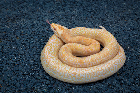 The Boa Constrictor, also known as the Boa Constrictor Imperator snake, is a large reptile. Available in nature and raised on farms.の写真素材