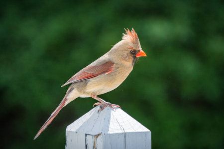 A female cardinal on a deck post.の写真素材