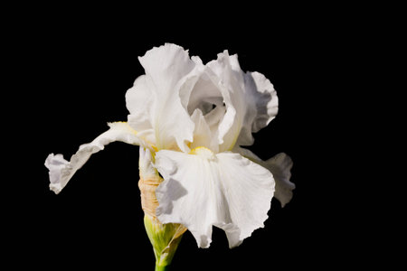 A lily in bloom