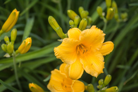 A day lily in the garden.の写真素材
