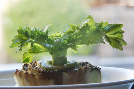 A rooting stalk of celery in a bowl of water.の写真素材