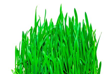Isolated green grass on white background