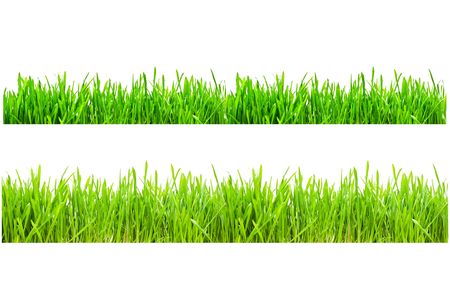 Two types of green grass on a white isolated backgroundの写真素材