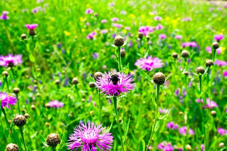 Clover field and a bumblebee in summerの写真素材