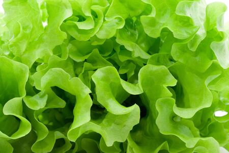 Fresh green Lettuce saladの写真素材