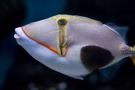 Strange exotic fish with huge noseの写真素材