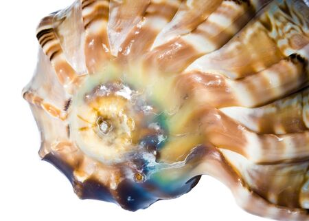 Sea shell on white background