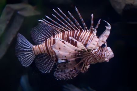 Beautiful and dangerous Lionfish (Pterois miles)