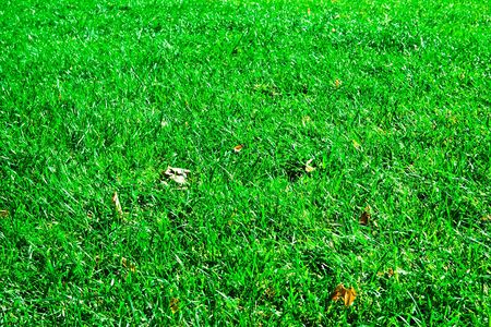Green lawn. it can be used as backgroundの写真素材