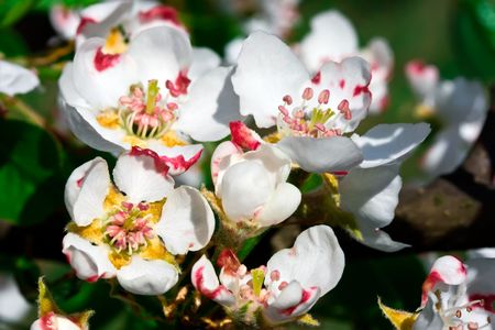Cherry flowersの写真素材