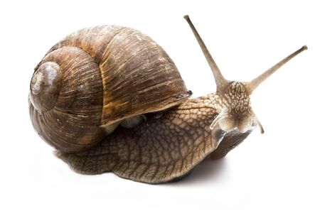 Funny snail on a white backgroundの写真素材
