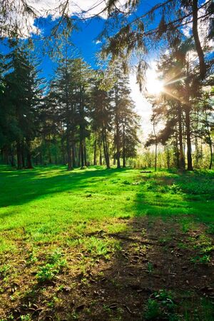A sunny day in green forest の写真素材
