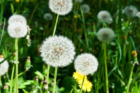 White dandelions in the fieldの写真素材
