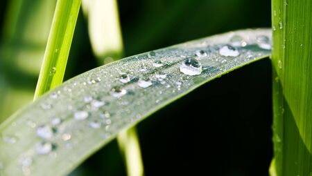 Close up view of the dew water drops on a plantの写真素材