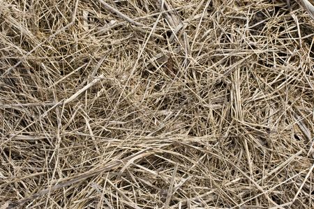 Fresh hay texture close upの写真素材