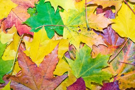 Beautiful maple leaves backgroundの写真素材