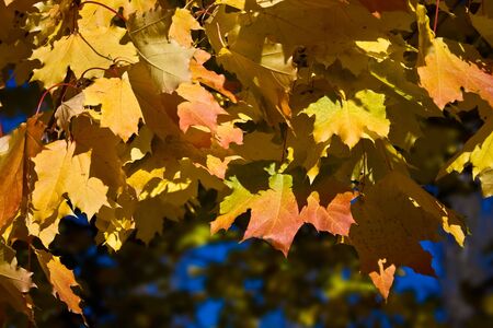 Orange maple leaves at Indian summerの写真素材