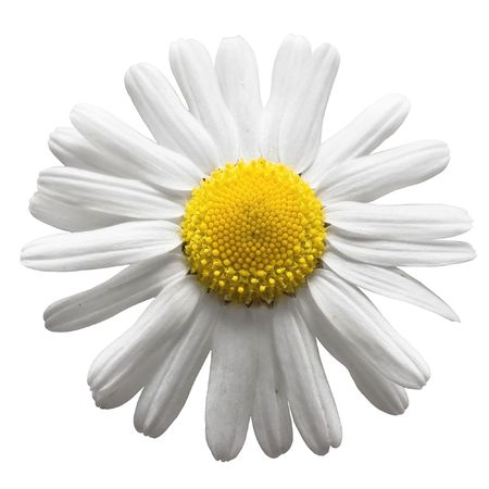 Camomile isolated on white backgroundの写真素材