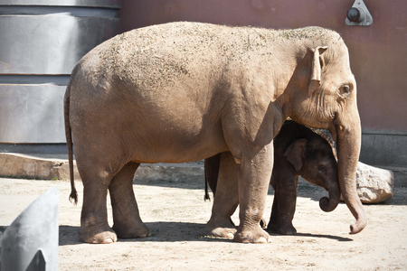 Huge elephant with its cute baby walking in zoo