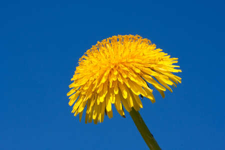 Beautiful bright yellow dandelion flower, spring photo