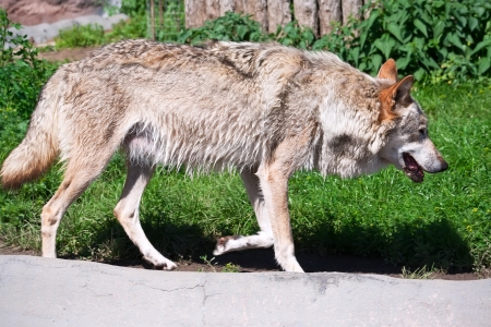 Nice close up portrait of gray wolf
