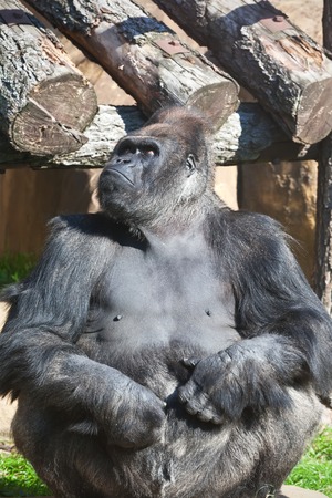 Nice photo of black African gorilla in zoo