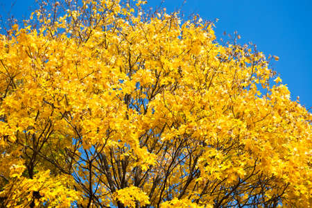Beautiful photo of autumn maple with golden yellow leavesの写真素材
