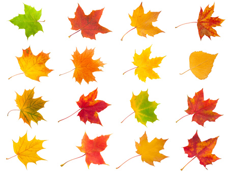 Collection of beautiful maple leaves isolated on white の写真素材
