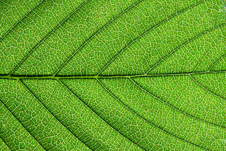 Nice macro photo of big green leaf