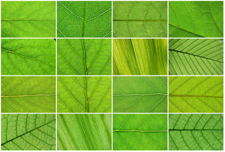 Nice macro photos of big green leavesの写真素材