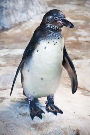 Beautiful photo of cute penguin in zooの写真素材