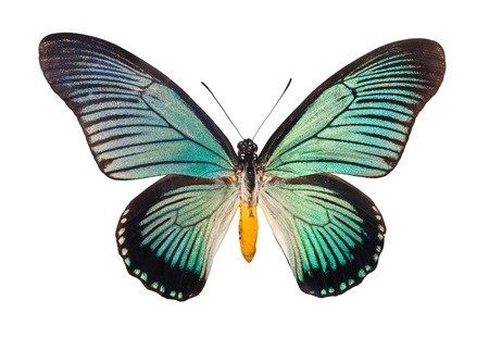 Beautiful tropical butterfly Papilio Zalmoxis isolated on white backgroundの写真素材