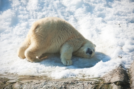 Nice photo of cute white polar bearの写真素材