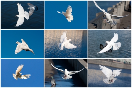 Nice close-up photos of white flying pigeonsの写真素材