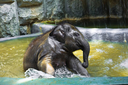 Beautiful photo of small baby elephant playing in waterの写真素材