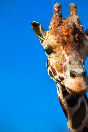 Portrait of cute curious giraffe over blue skyの写真素材