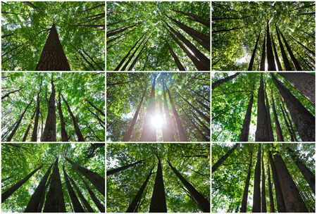 Beautiful photos of green forest on sunny dayの写真素材