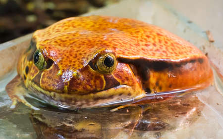 Beautiful macro photo of frog Dyscophus guinetiの写真素材