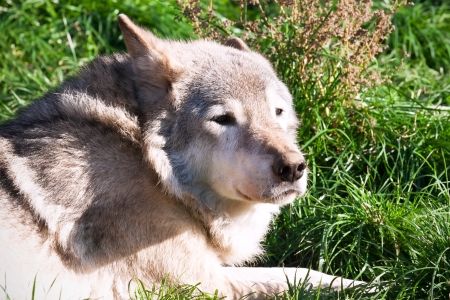Nice close up portrait of gray wolf