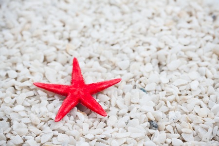 made from tropical seashells on sandy beach