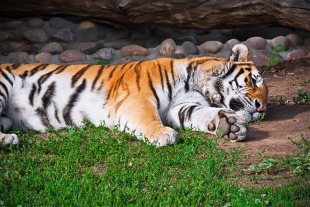 Wild and aggressive Bengal tiger の写真素材