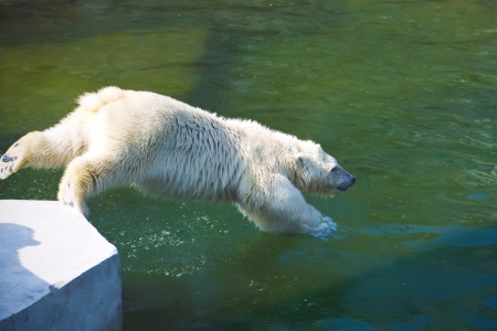 Nice photo of cute white polar bearの写真素材