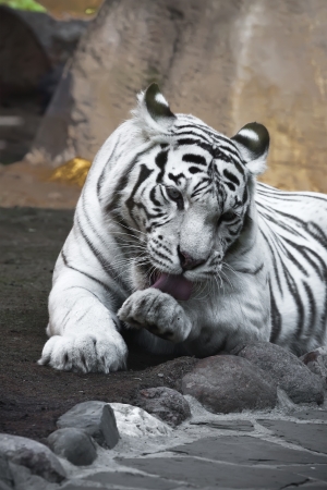 Beautiful close-up portrait of majestic White Tigerの写真素材